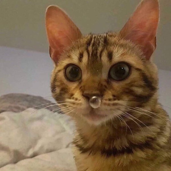 Сопливый котик