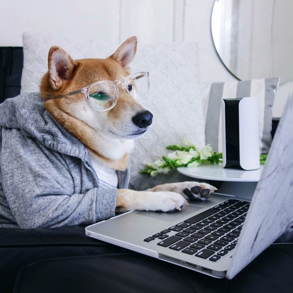 Сиба ину за компьютером