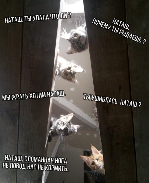 Мемы с котами и Наташей