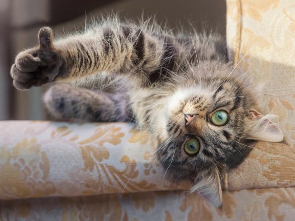 Кот палец вверх