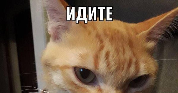 Коты для переговоров