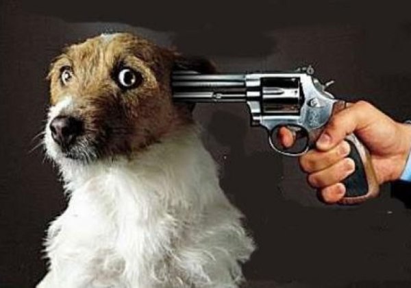 Собака с пистолетом