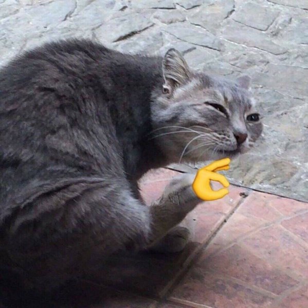 Покажи кошек