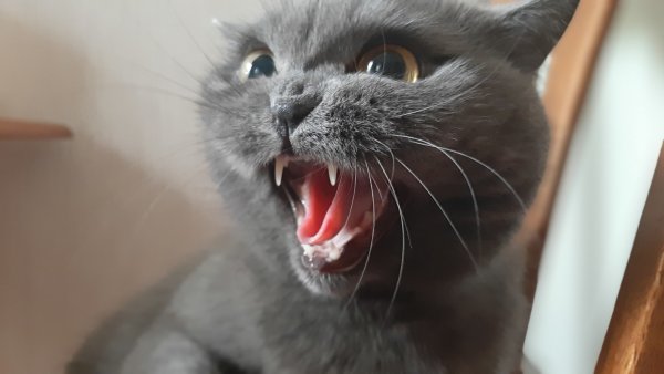 Милая злость котик