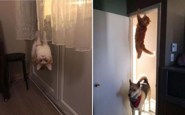 Кот прячется