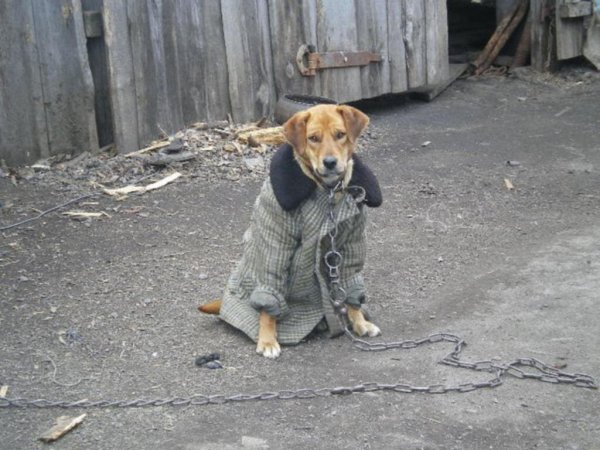 Собака в пальто