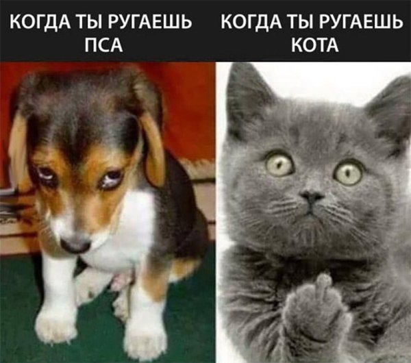 Котик и собака Мем