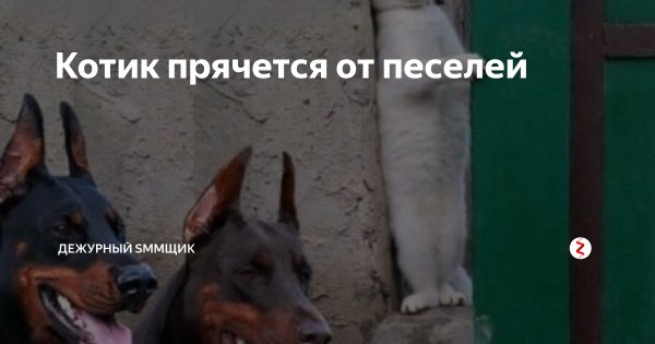 Кот прячется от собак за углом Мем