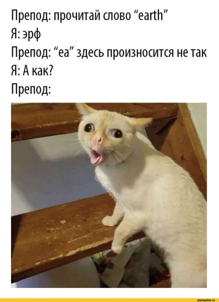 Кот с высунутым языком