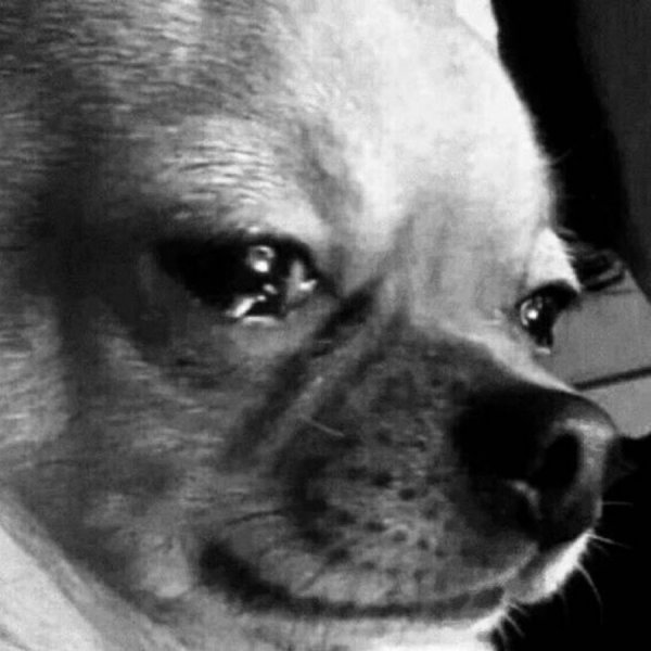 Чихуахуа Мем