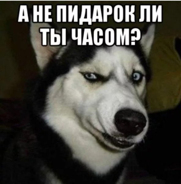 А не пидороклл ли ты часом