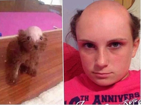 Бритая голова собаки