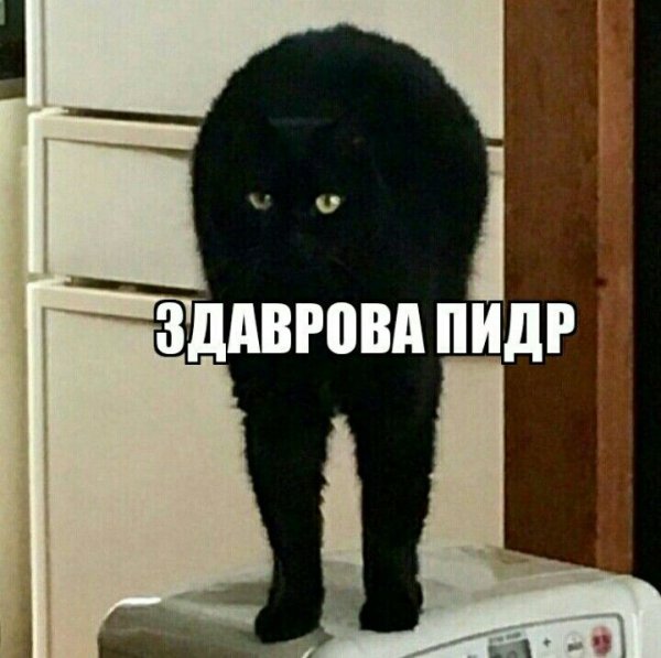 Мемы с котами для важных переговоров