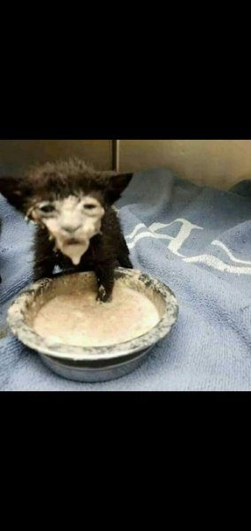 Кот с мордой в сметане