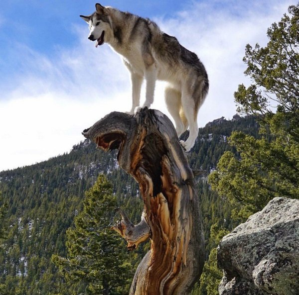 Волк на горе