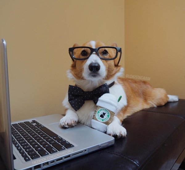 Умная собака в очках