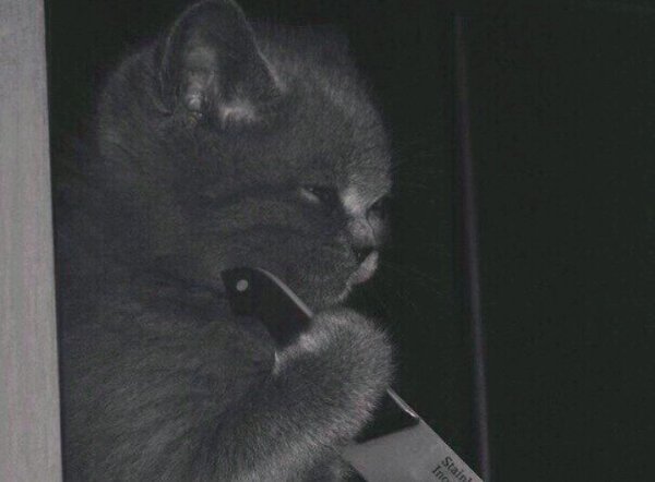 Котик угрожает