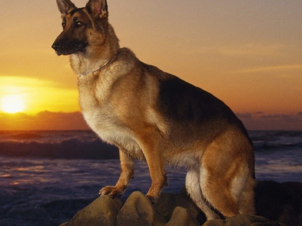 Немецкая овчарка Макс Мем