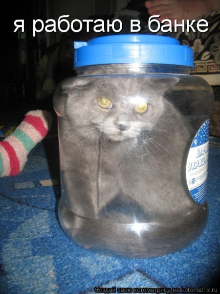 Смешные коты в банке