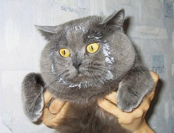 Смешной кот в сметане