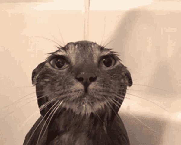 Мокрый кот Мем