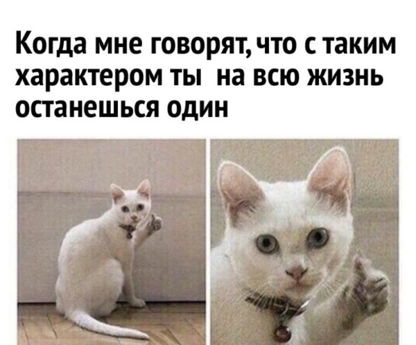 Коты показывают большой палец