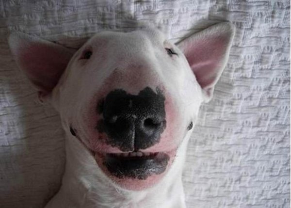 Собака улыбака бультерьер