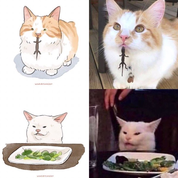 Кот из мемов
