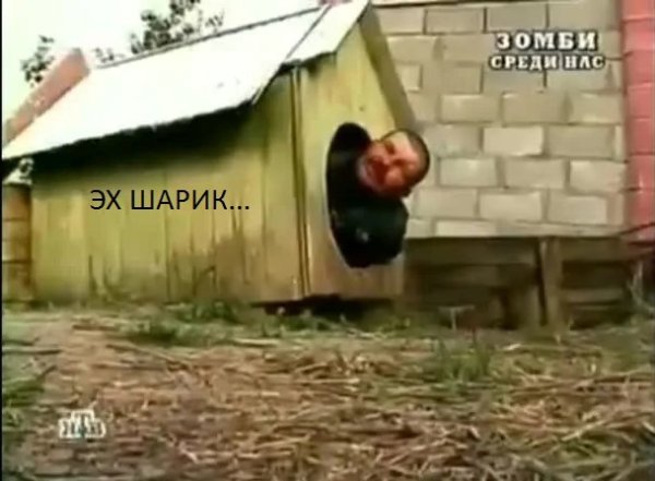 Григорий собака в будке