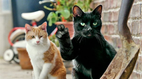 Кот показывает лайк