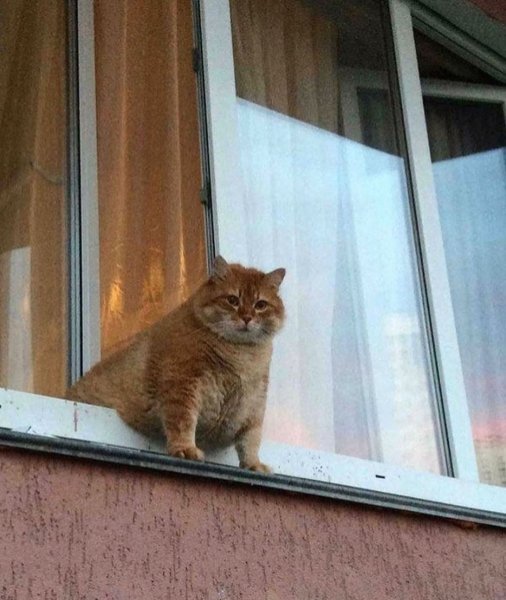Кот выглядывает из окна