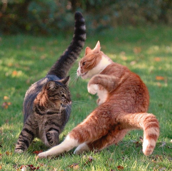 Коты дерутся