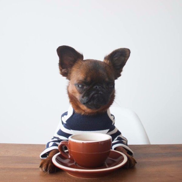 С добрым утром животные прикольные