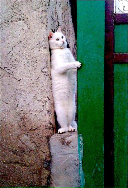 Прячется за углом