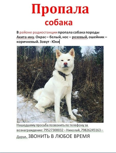 Пропала собака