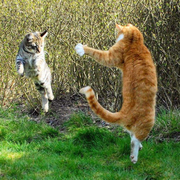 Мемашные котики дерутся