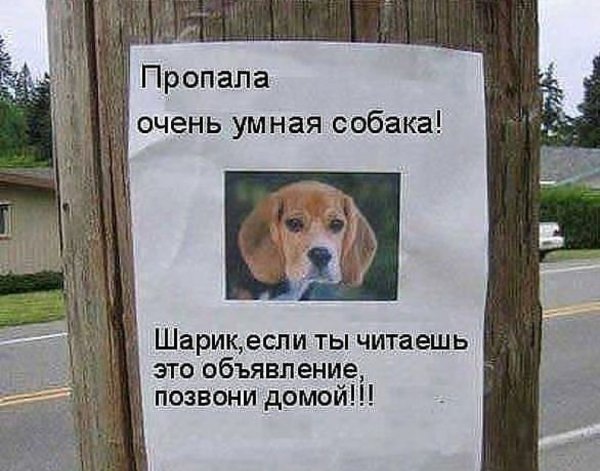 Пропала очень умная собака