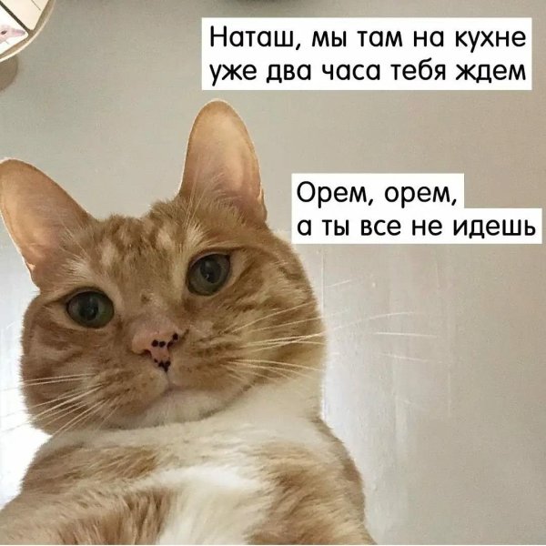 Наташа с котами