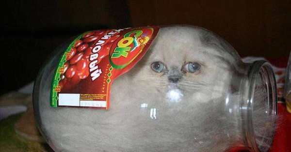 Кошка в трехлитровой банке