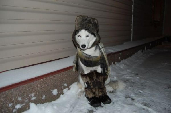 Смешная лайка