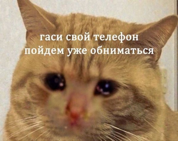 Мемы с котиками