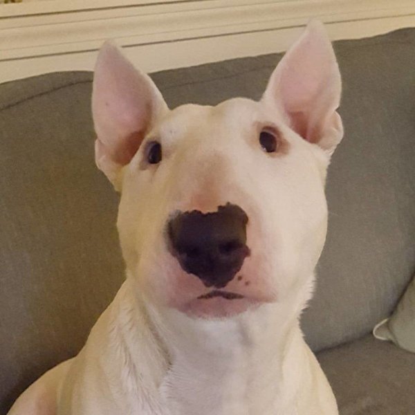 Бультерьер собака