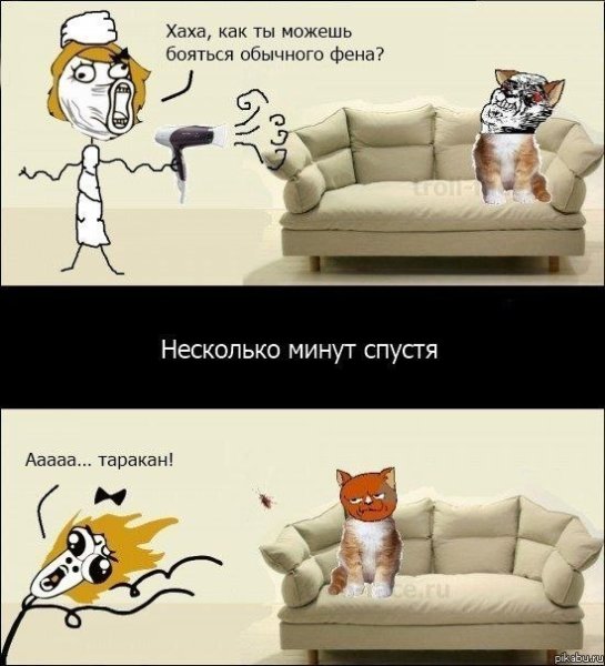 Мемы с котами и собаками