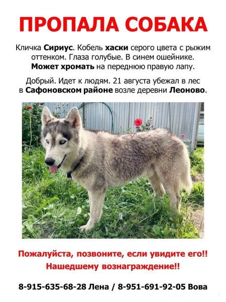 Пропала собака