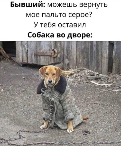 Пес в пальто