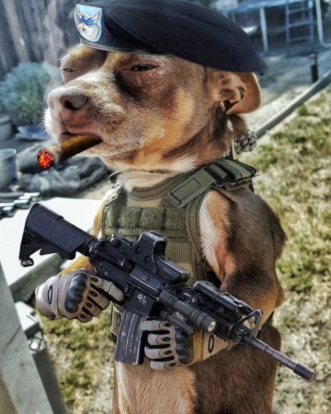 Собака в каске военной