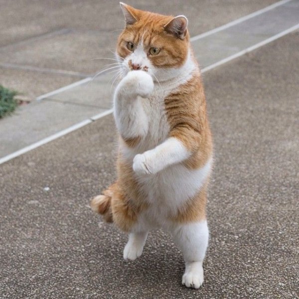 Рыжий кот на задних лапах