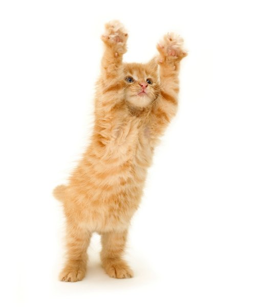 Рыжий котенок на задних лапках