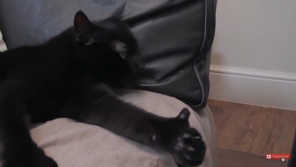 Гифки с котиками