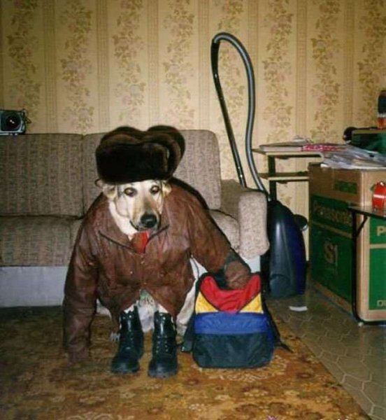 Собака в валенках